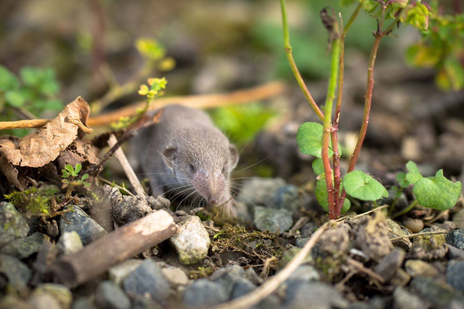 Sony SLT-A77 sample photo. Shrew, mouse, animal photography