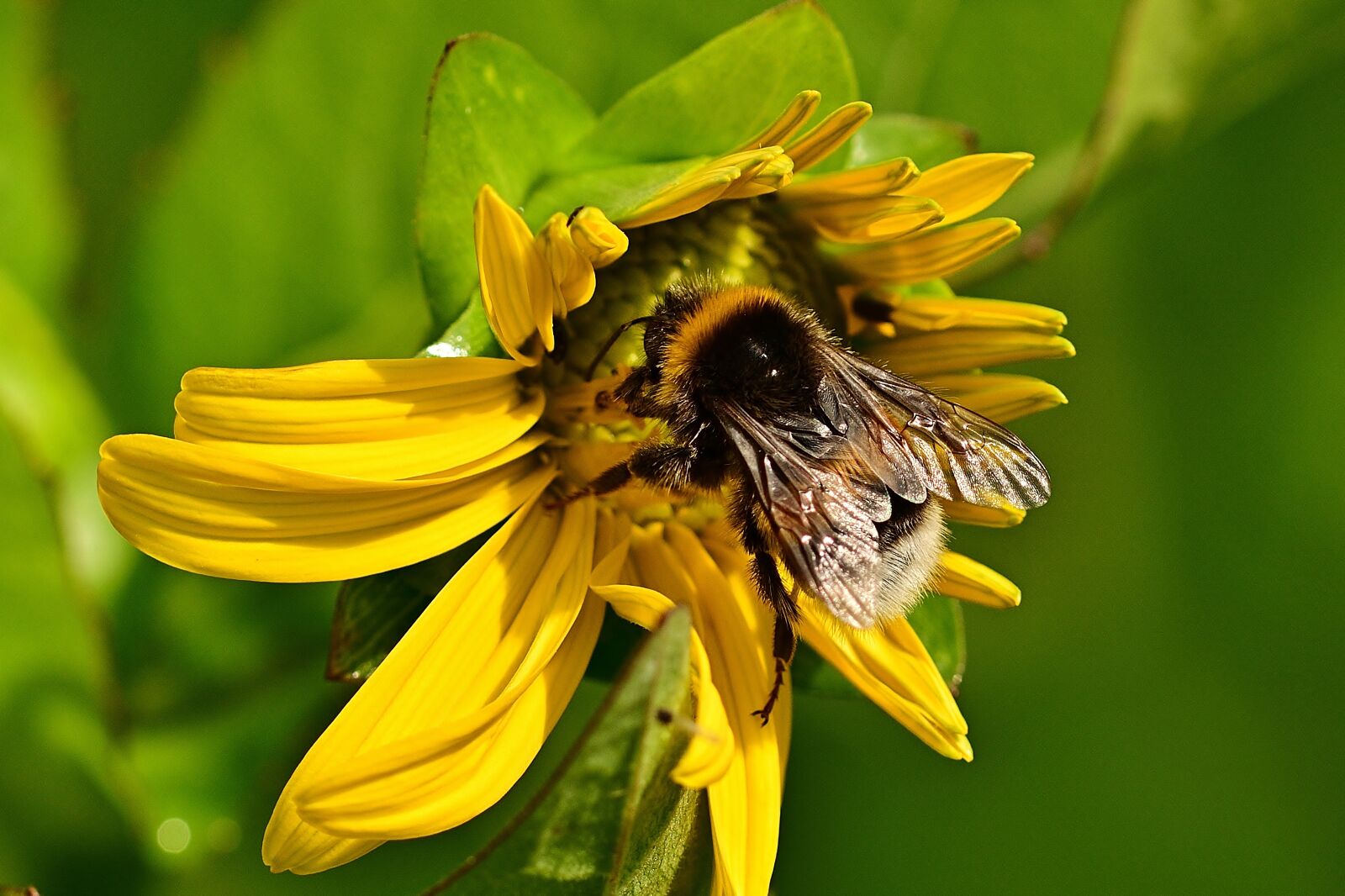 Nikon D5200 sample photo. Hummel, sunflower, sprinkle photography