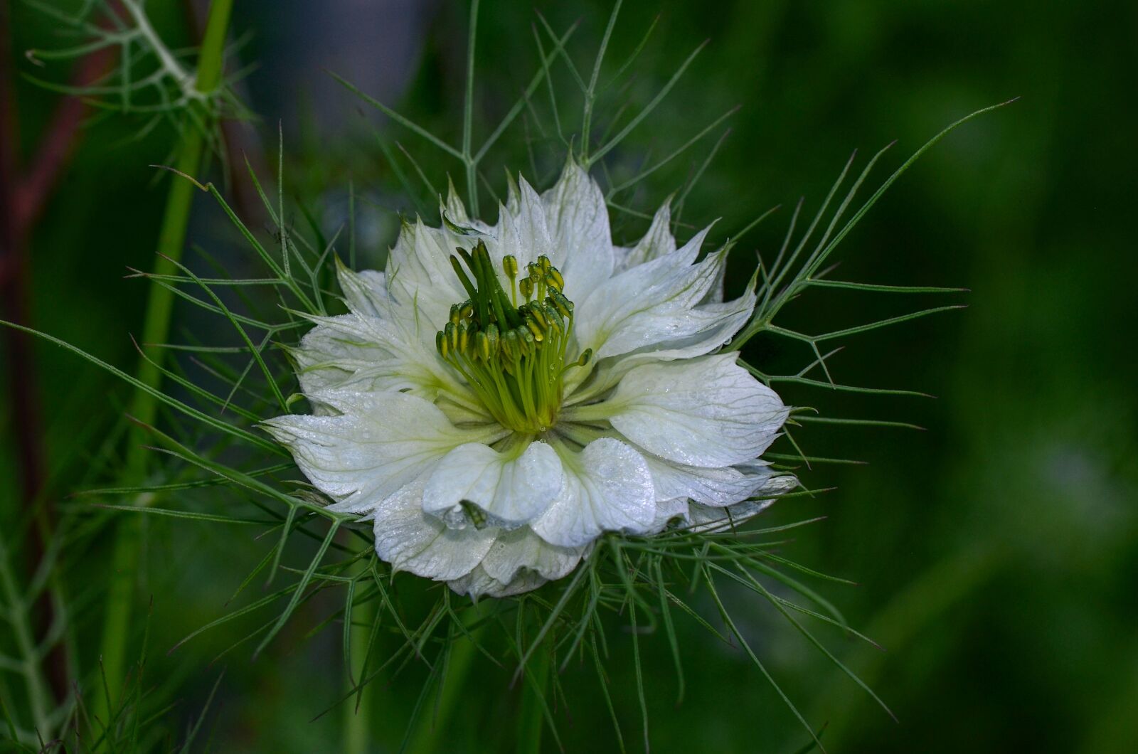 Nikon D5100 sample photo. Virgin in the green photography