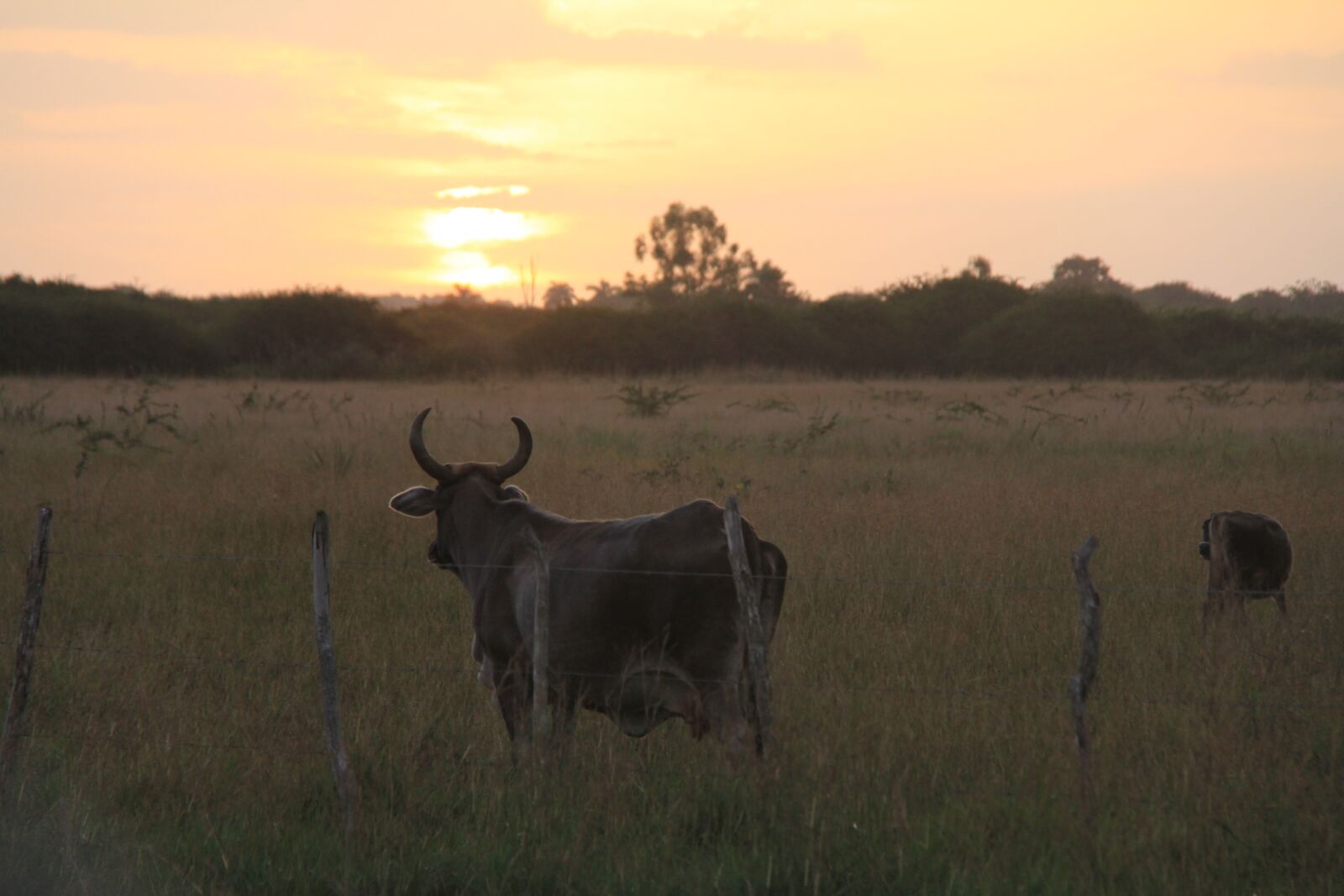 Canon EOS 60D sample photo. Cow, sunset, landscape photography