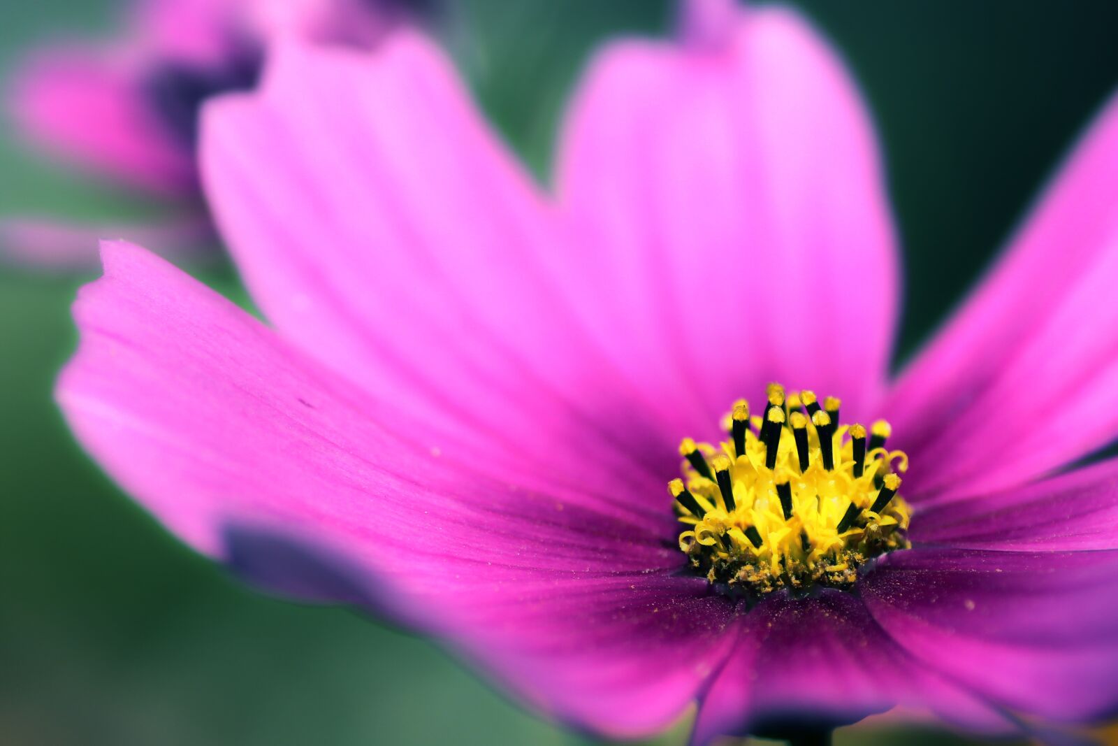 Tamron SP 90mm F2.8 Di VC USD 1:1 Macro sample photo. Blossom, bloom, cosmea photography