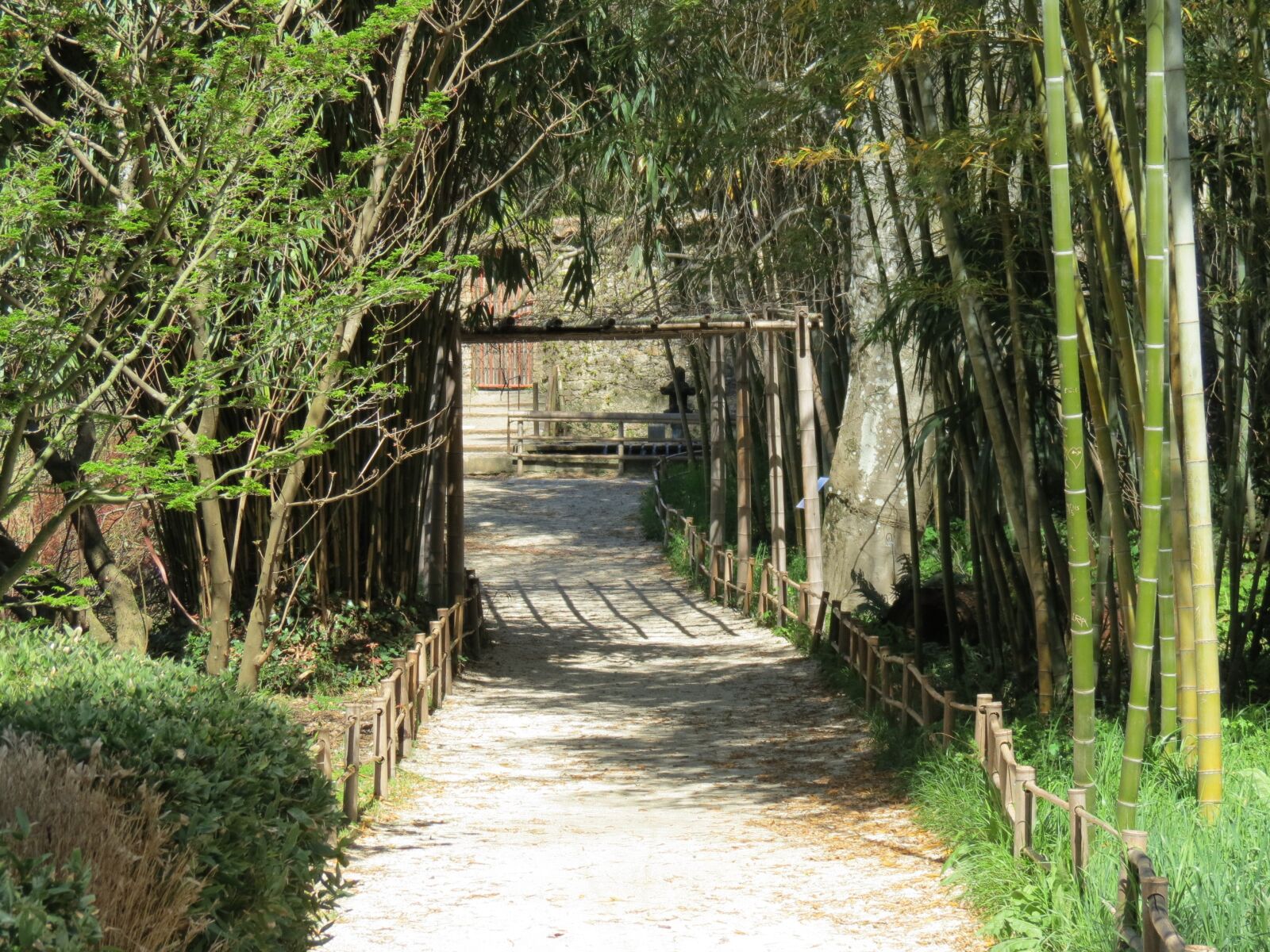 Canon PowerShot SX40 HS sample photo. Bamboo, anduze, cévennes photography
