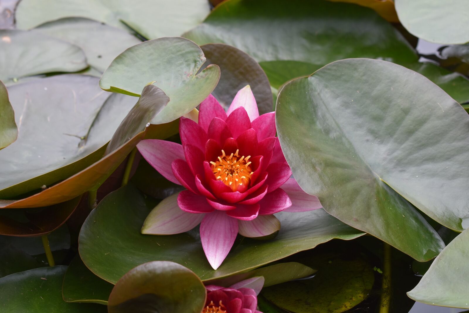 Nikon D3400 sample photo. Waterlily, pink, garden photography