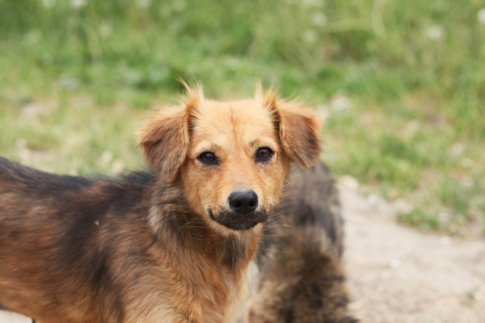 Canon EOS 5D Mark II sample photo. Dog, street, animals photography
