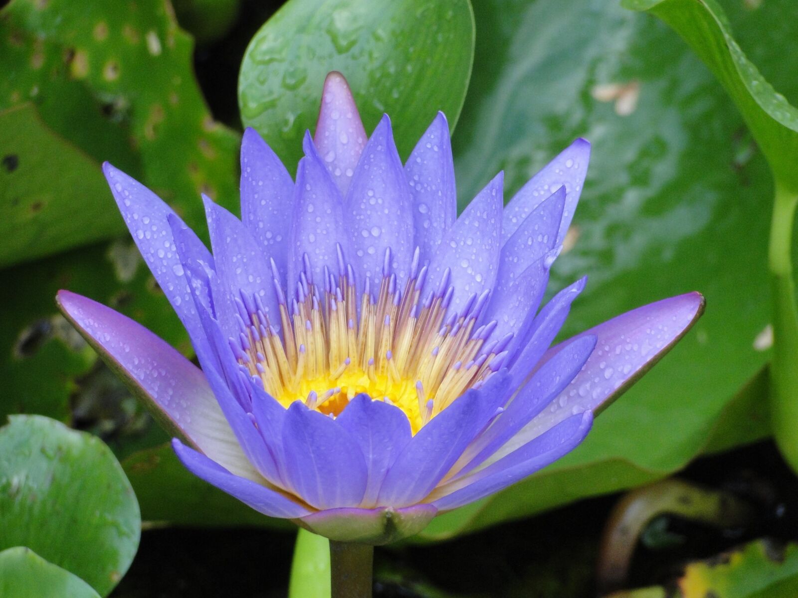 Sony Cyber-shot DSC-HX1 sample photo. Water lily, purple, ponds photography