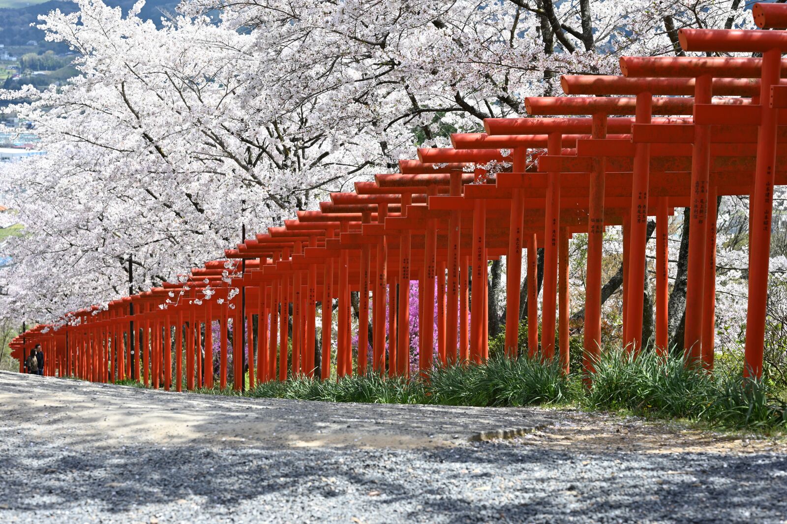 Nikon Nikkor Z 85mm F1.8 S sample photo. Cherry blossoms, torii, shrine photography