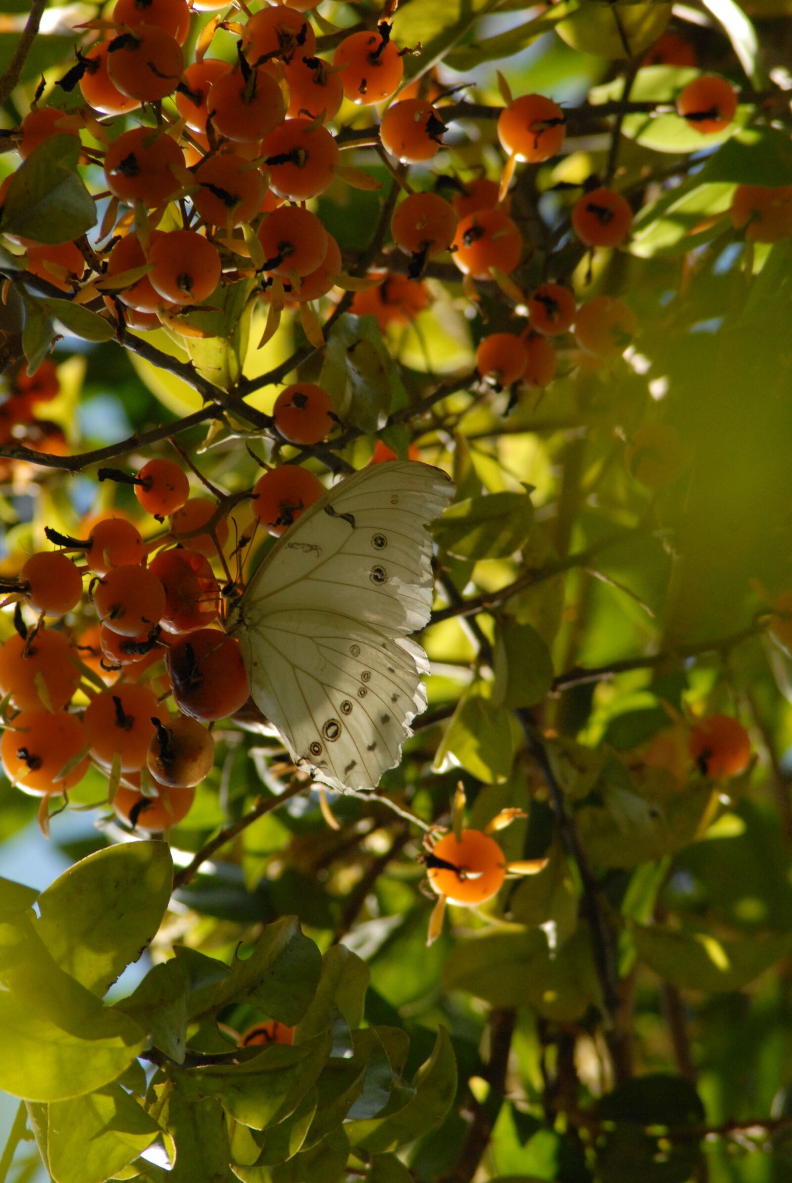 Nikon D200 sample photo. Butterfly, insect, garden photography