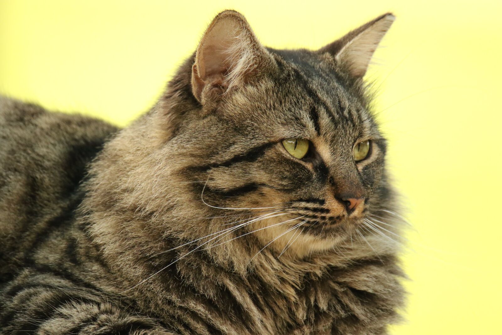 Canon EOS 7D Mark II sample photo. Animal, cat, lie down photography