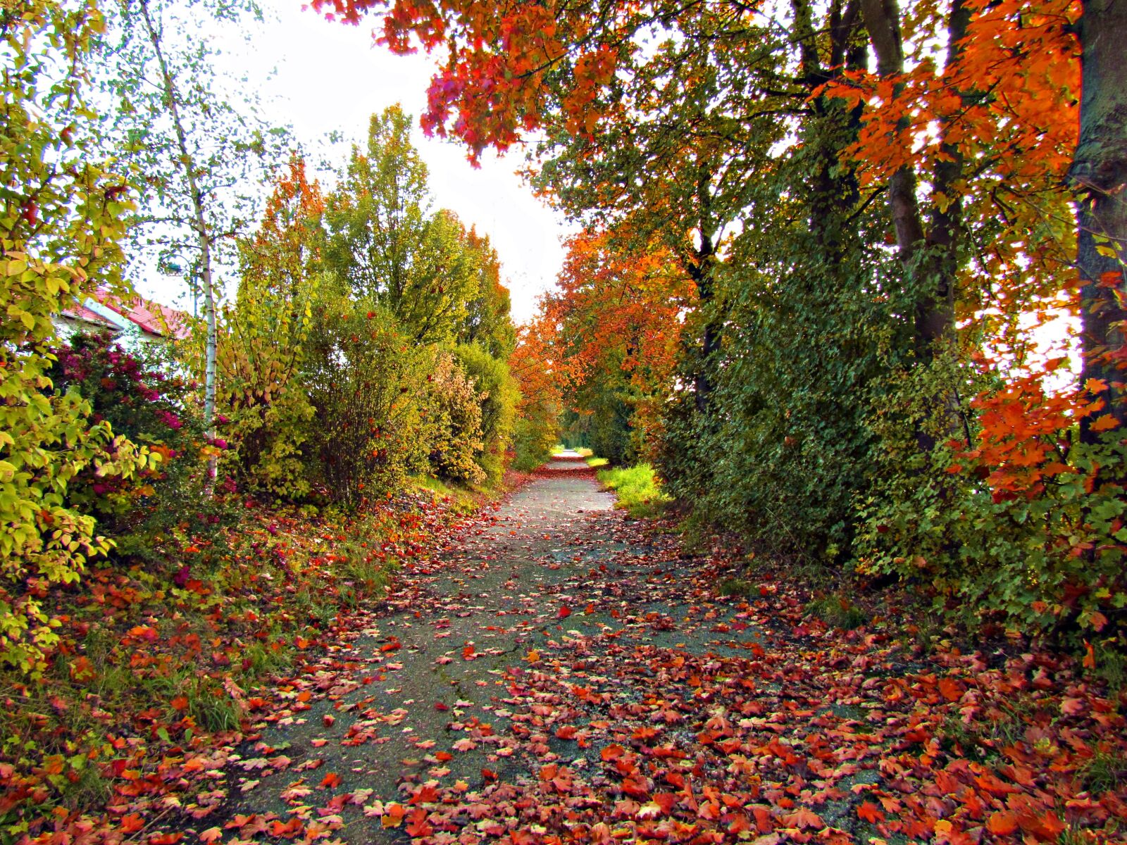 Canon PowerShot SX30 IS sample photo. Autumn, foliage, red photography