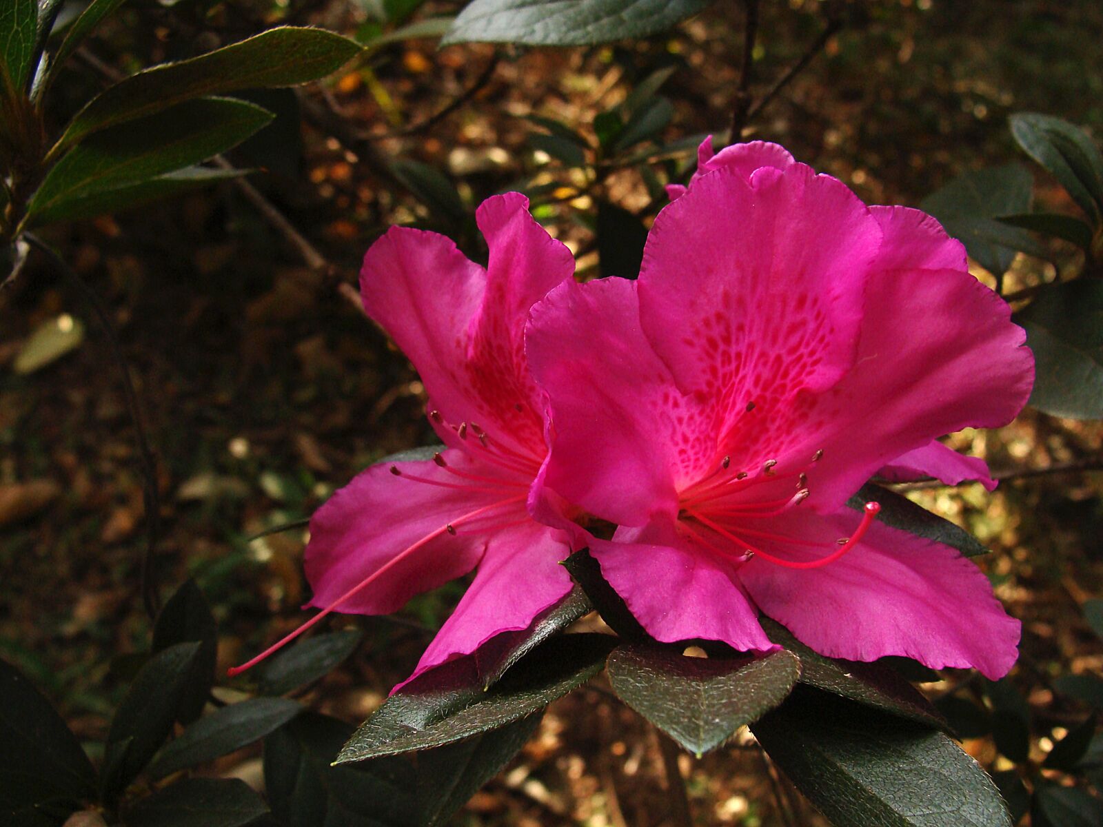 Sony DSC-H3 sample photo. Azalea, flower, pink photography