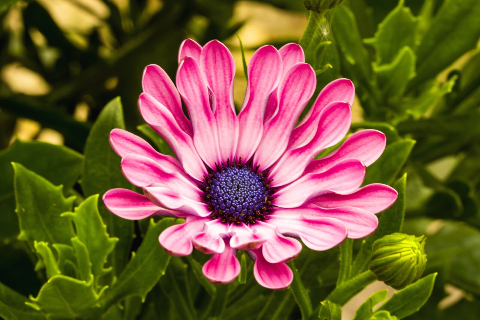 Nikon D5200 sample photo. Flowers, colourful, nature photography