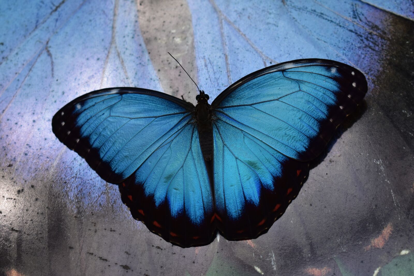 Nikon D3400 sample photo. Insects, butterfly, nature photography
