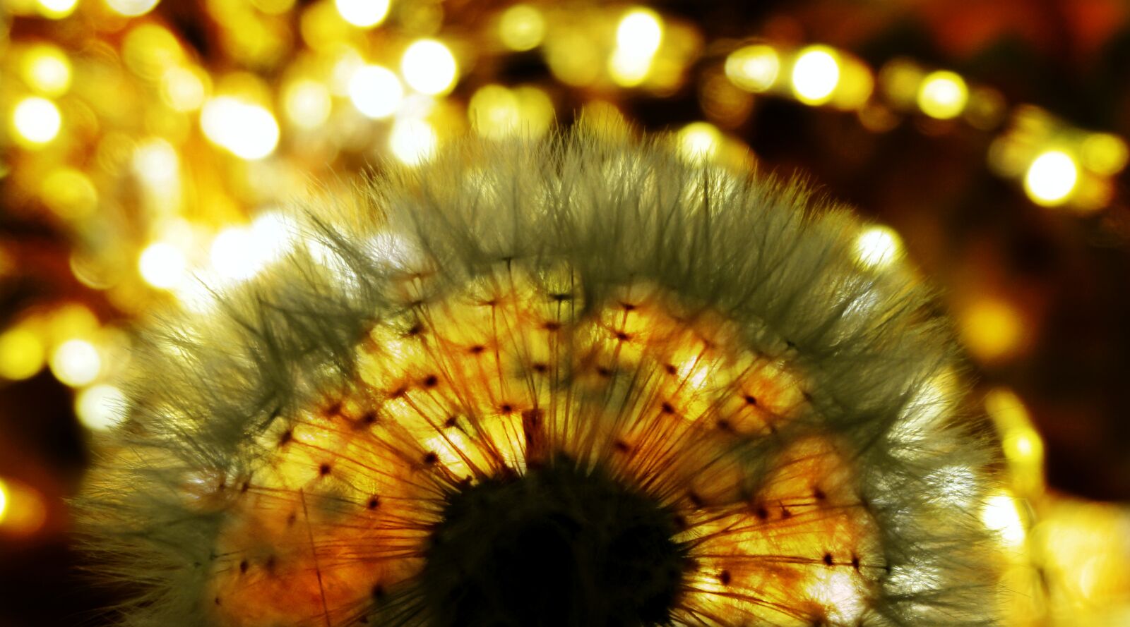 Sony a6000 sample photo. Dandelion, nature, light photography