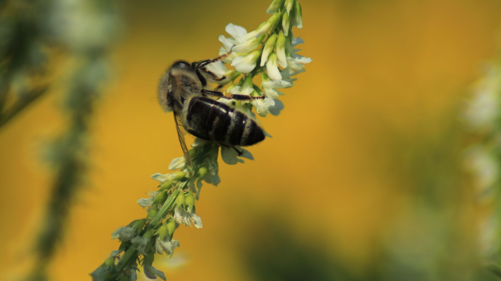 Canon EOS 80D sample photo. Bee, blossom, bloom photography