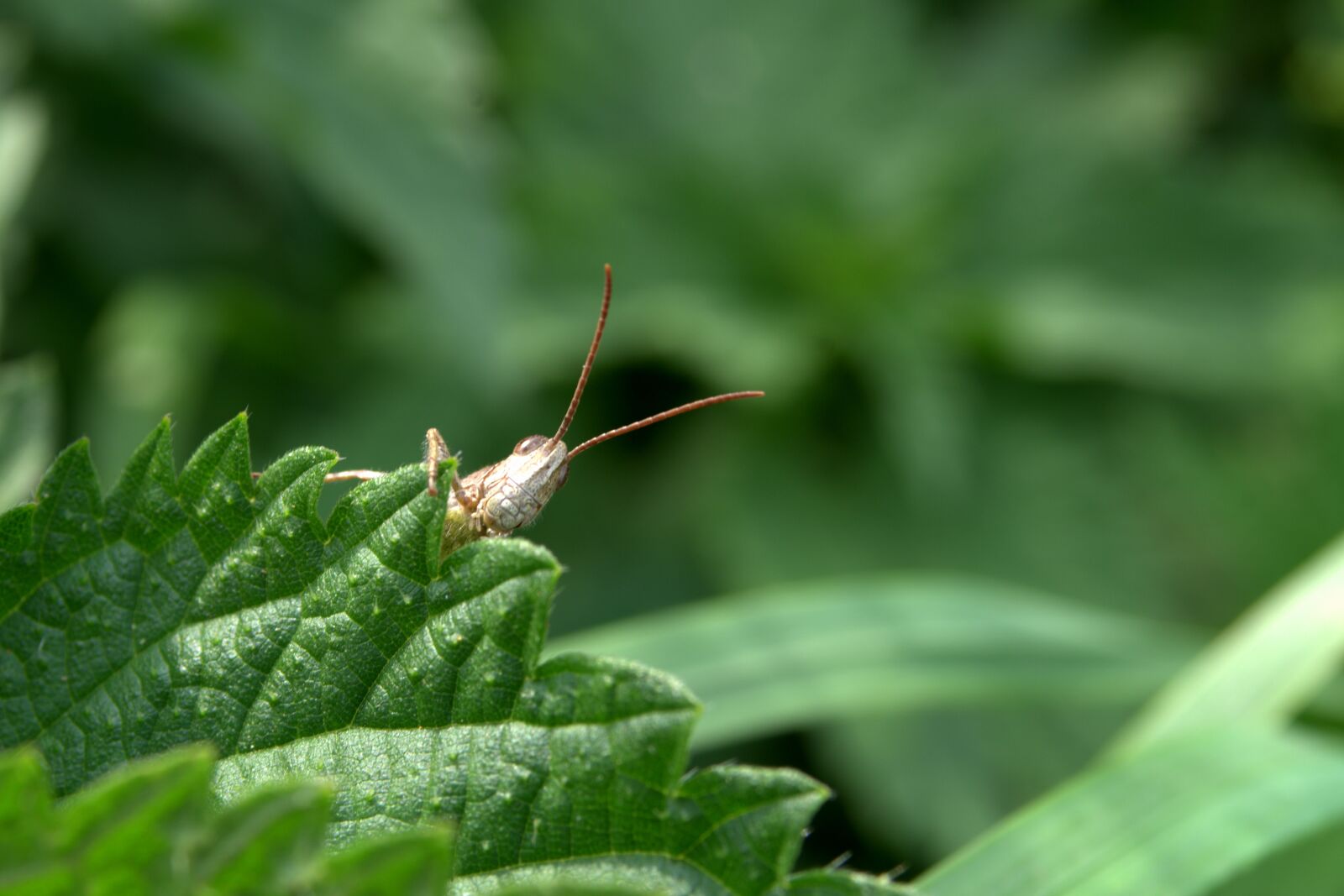 Pentax K-S2 sample photo. Grasshopper, tettigonia viridissima, cricket photography