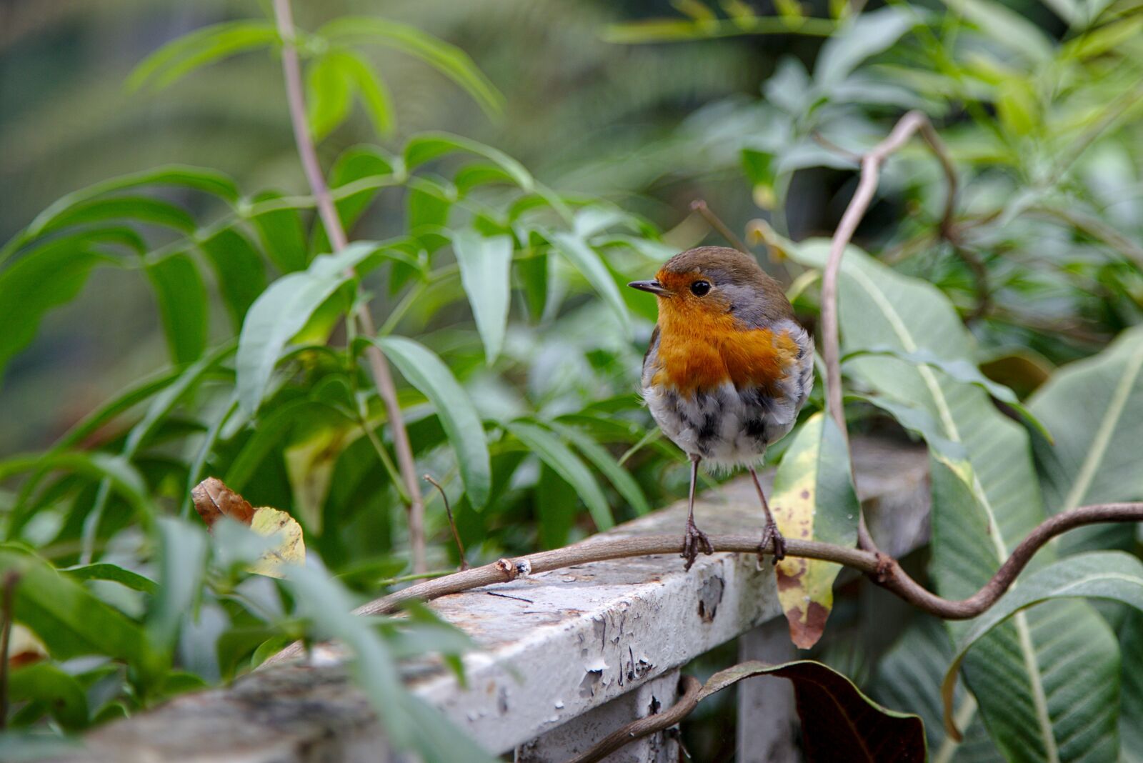 Canon EOS 6D + Canon EF 24-105mm F4L IS USM sample photo. Bird, nature, plumage photography