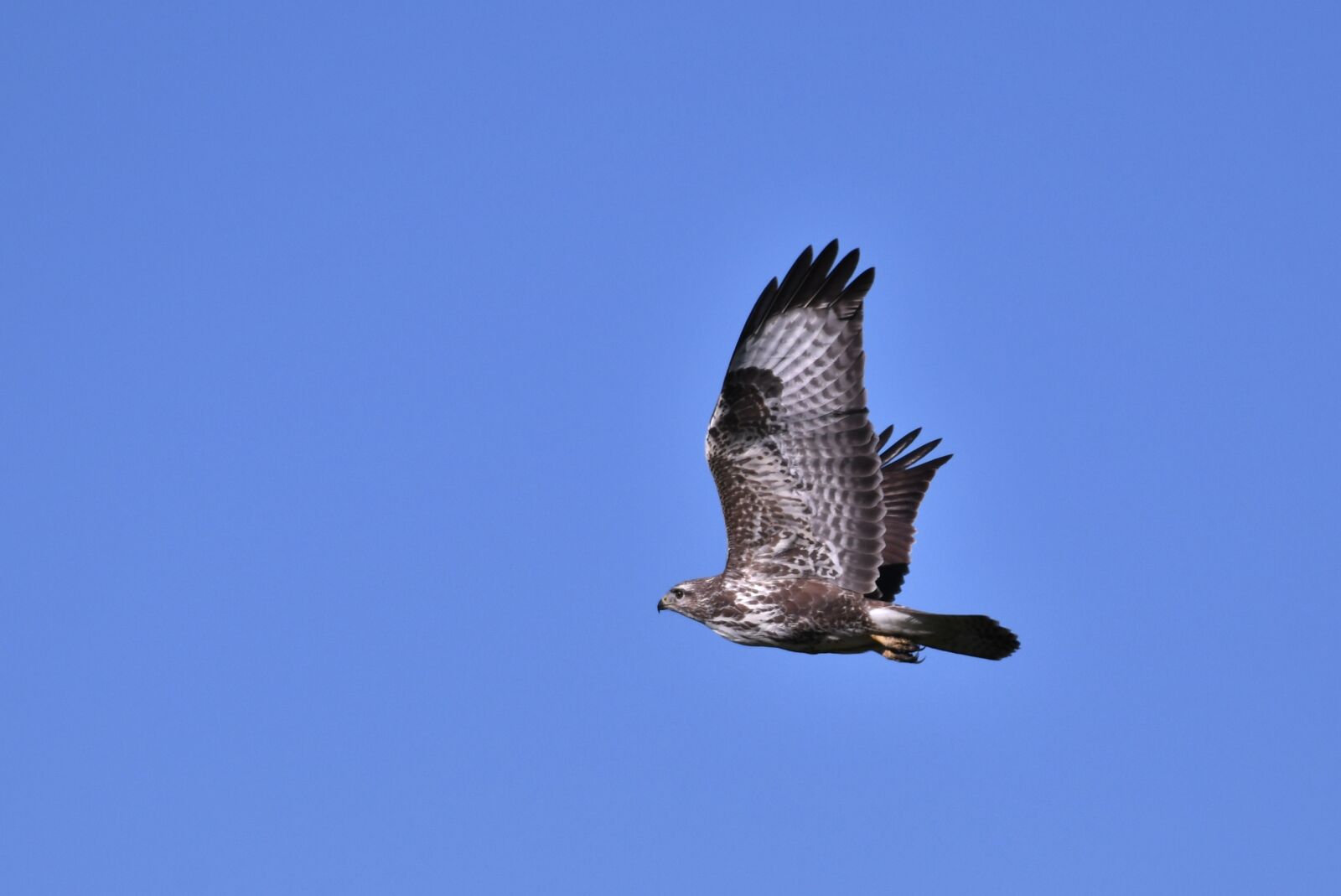 Nikon D500 sample photo. Common buzzard, bird of photography