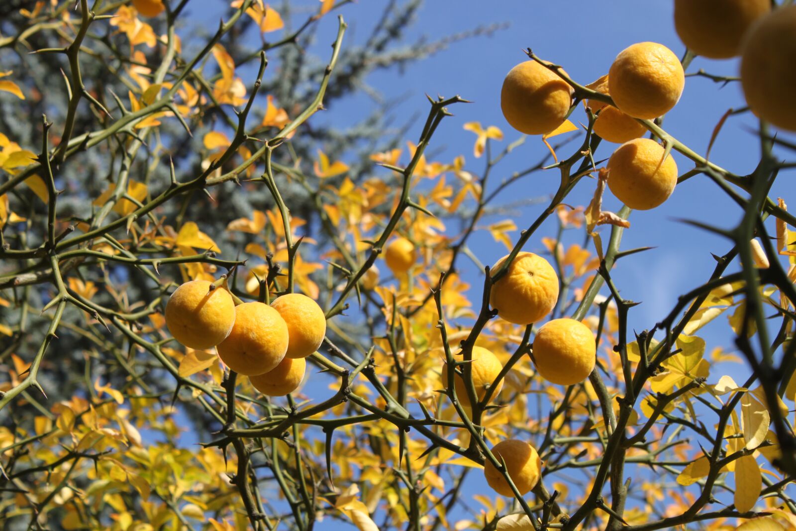 Canon EOS 500D (EOS Rebel T1i / EOS Kiss X3) sample photo. Mandarin, tree, fruit photography