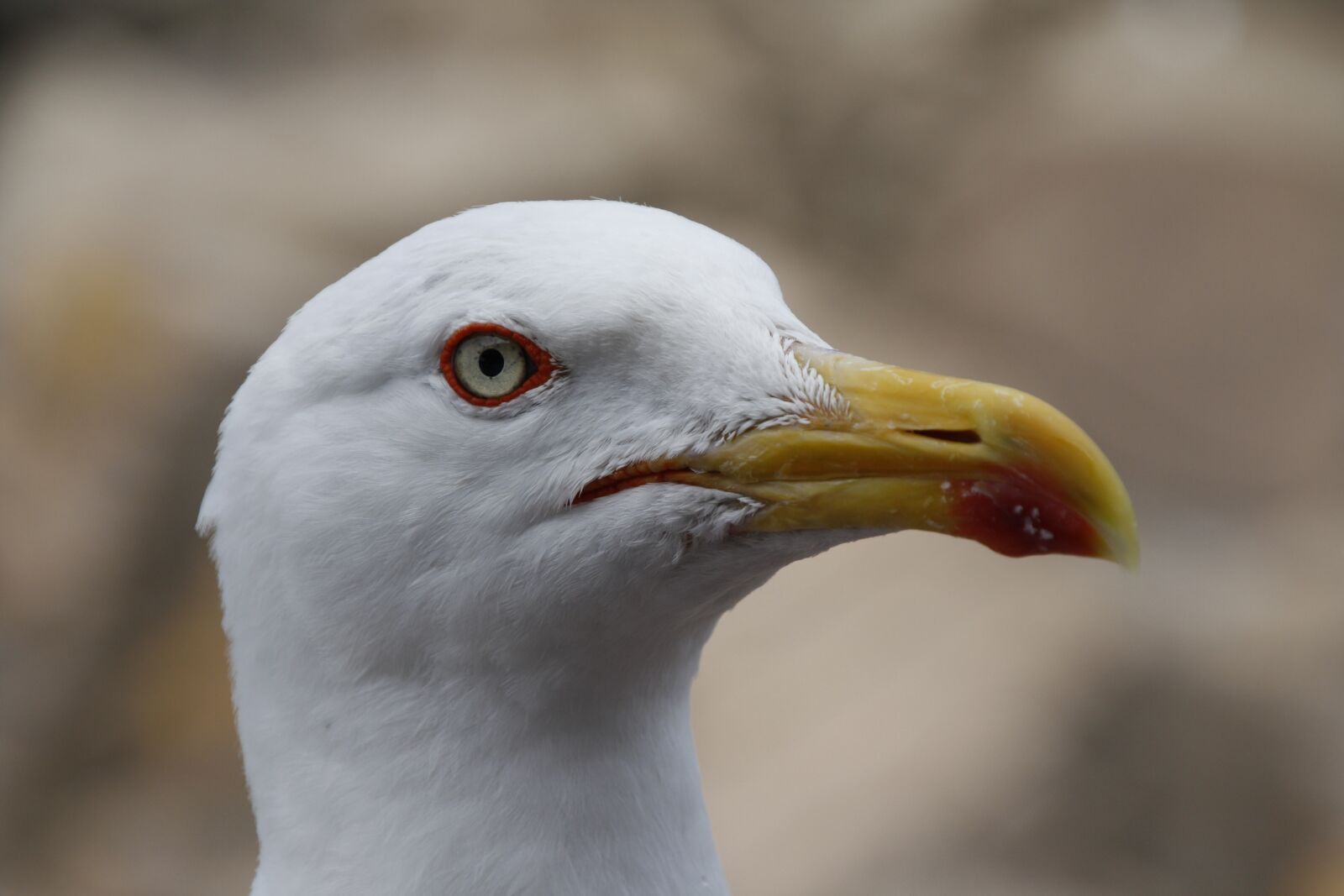 Canon EOS 1000D (EOS Digital Rebel XS / EOS Kiss F) sample photo. Seagull, bird, nature photography
