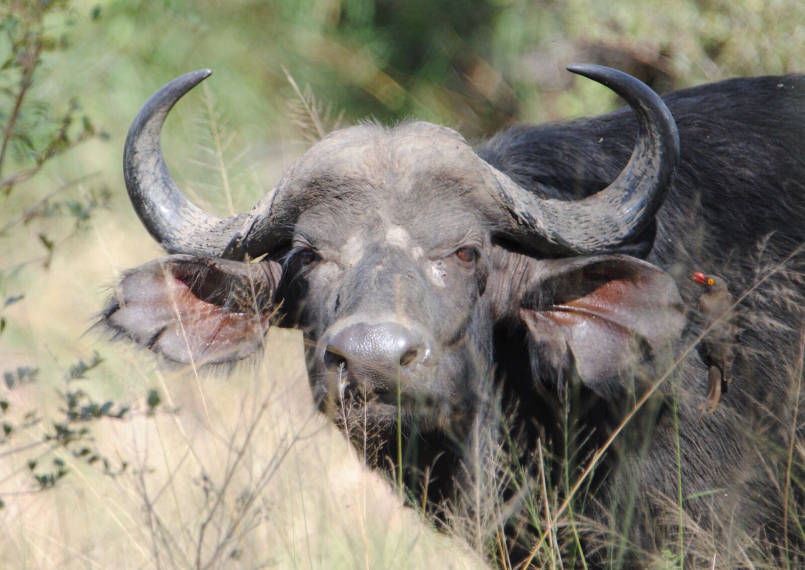 Nikon D3000 sample photo. Buffalo, big5, safari photography