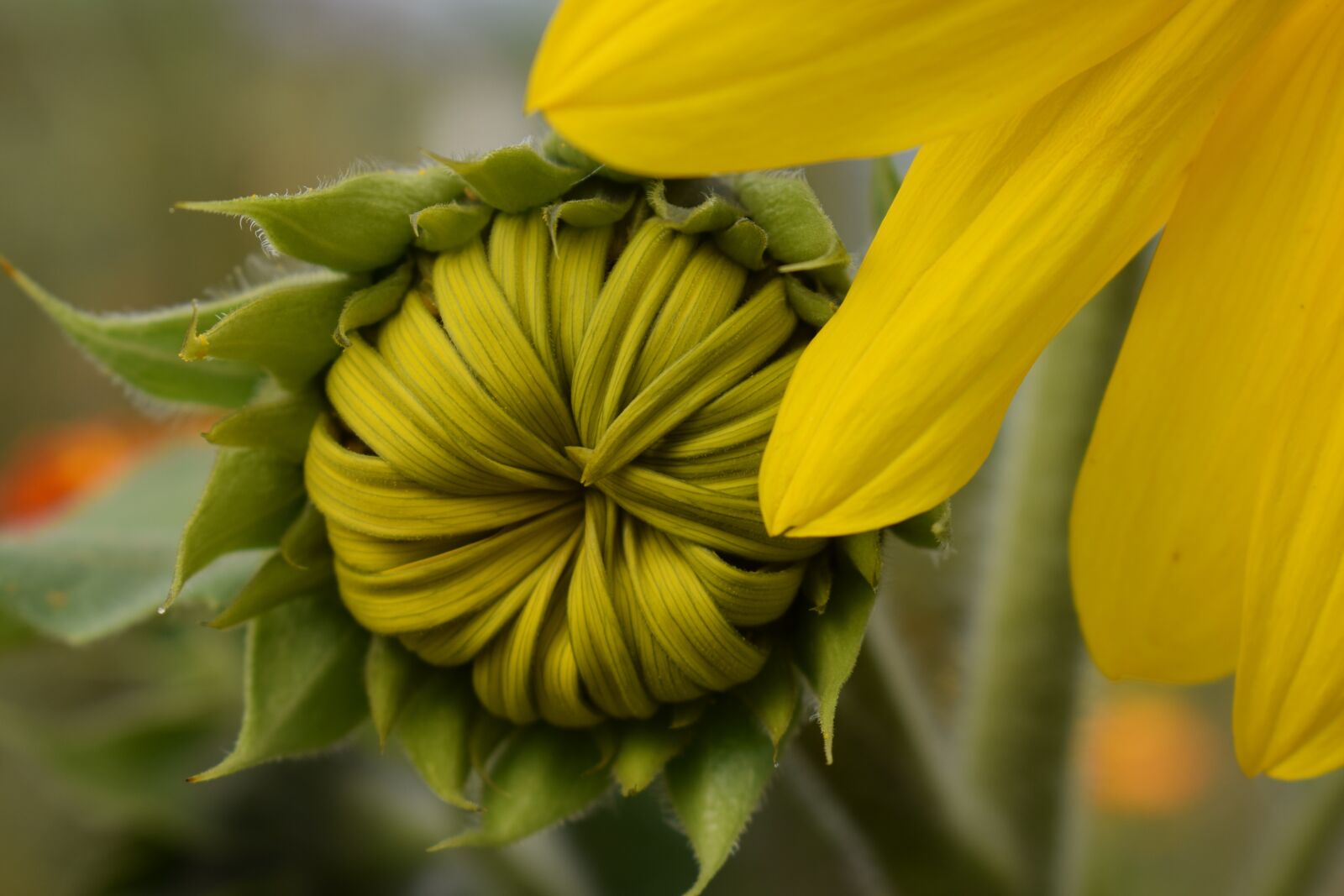 Nikon D5300 sample photo. Sunflower, blossom, bloom photography
