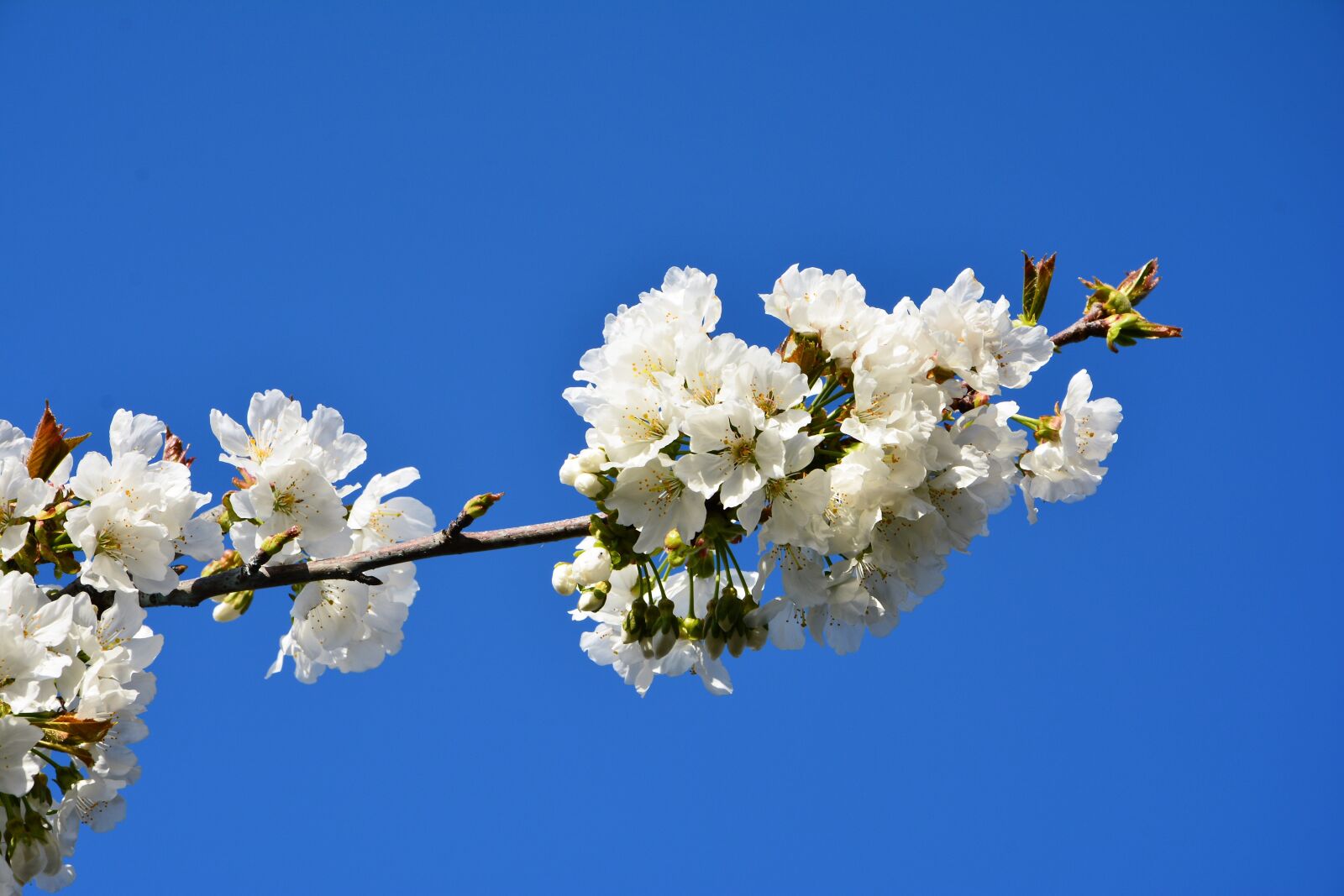 Nikon D7100 sample photo. Cherry, flower, sprig photography