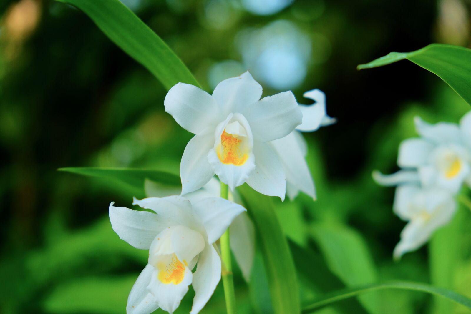 Fujifilm X-T10 sample photo. Lily, petal, white photography