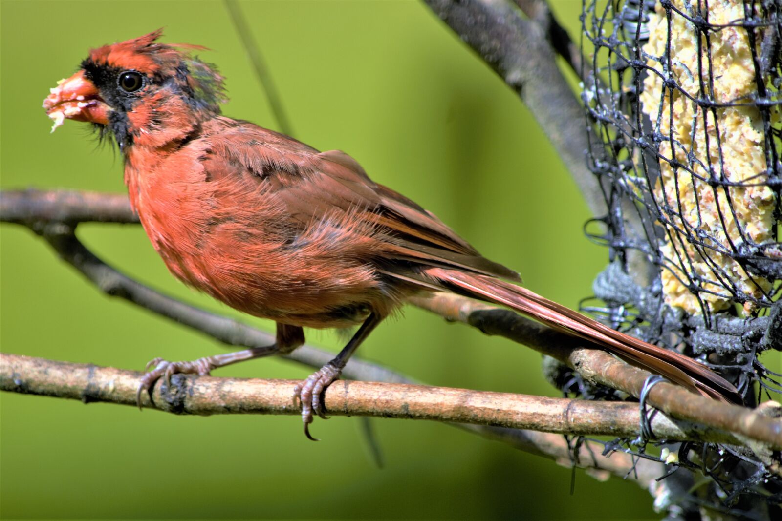 Nikon D7100 sample photo. Cardinal, perched, profile photography