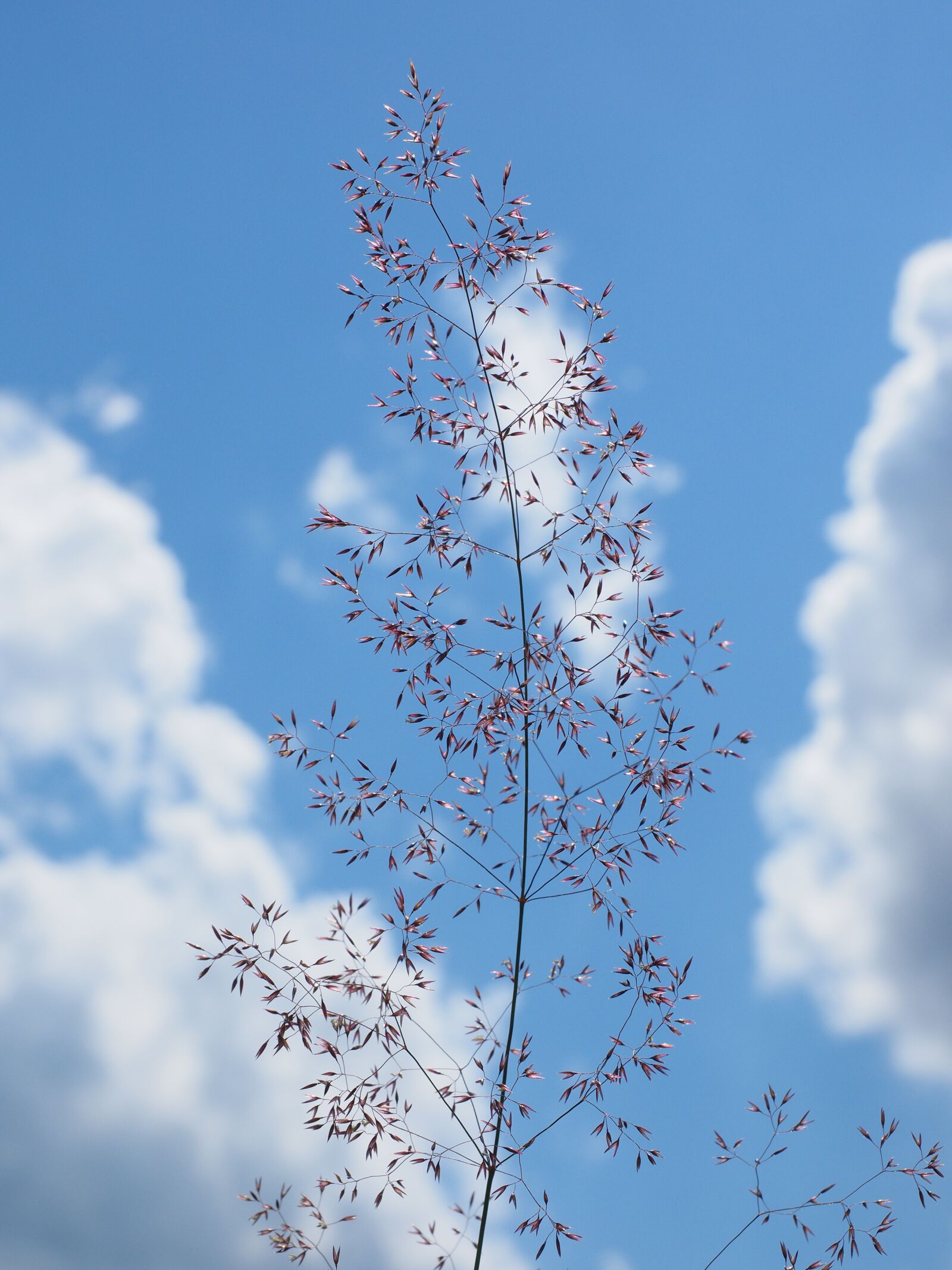 Olympus OM-D E-M1 + Olympus M.Zuiko Digital ED 12-40mm F2.8 Pro sample photo. Red bent grass, inflorescence photography