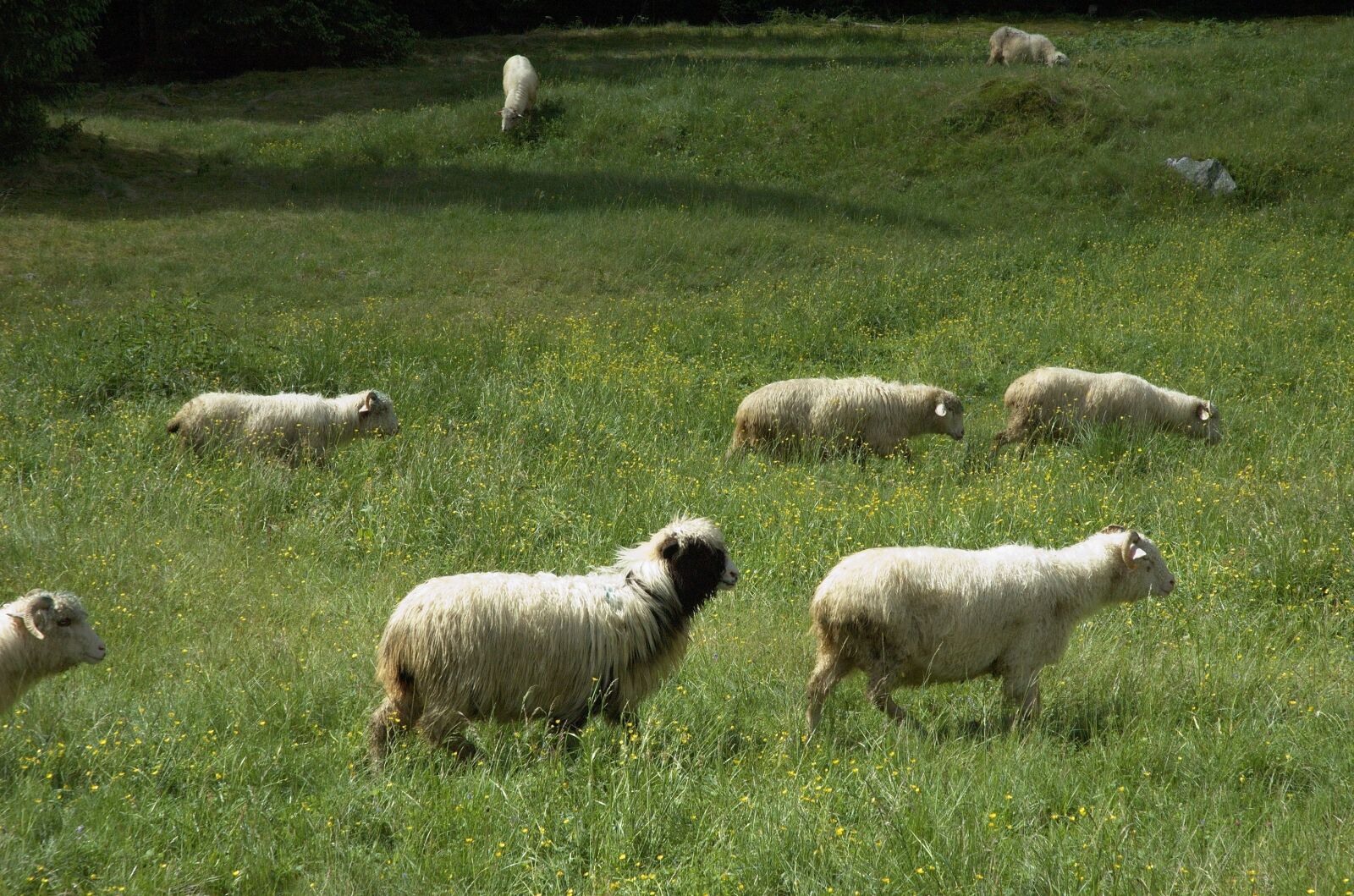 Nikon D70s sample photo. Sheep, tatry, nature photography