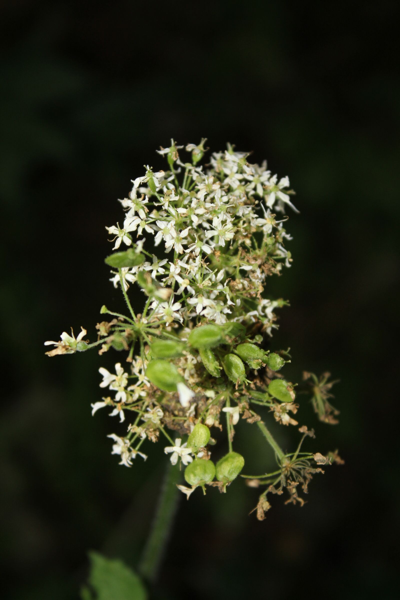 Canon EOS 550D (EOS Rebel T2i / EOS Kiss X4) sample photo. Wild flower, nature, summer photography