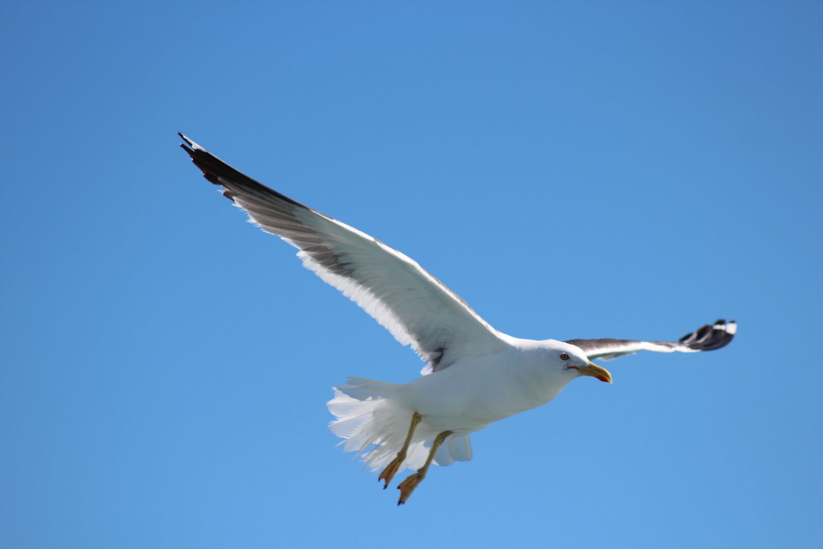 Canon EF 75-300mm f/4-5.6 USM sample photo. Bird, nature, flight photography