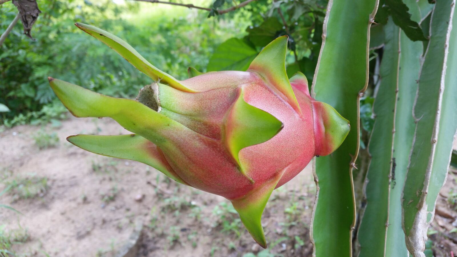 Samsung Galaxy S5 sample photo. Dragon fruit, fruit, red photography