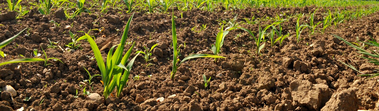 Nikon D300 sample photo. Field, agriculture, cereals photography