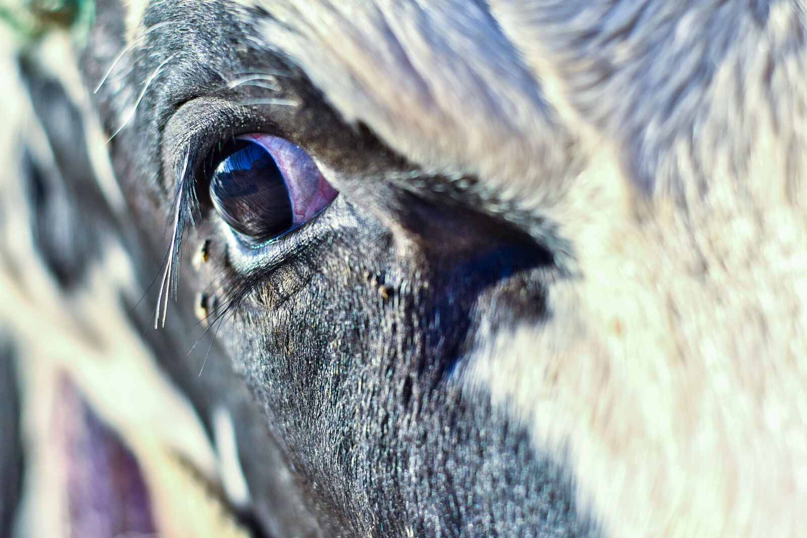 Nikon D5500 + Nikon AF-S Nikkor 50mm F1.8G sample photo. Animal, body, animal, farming photography