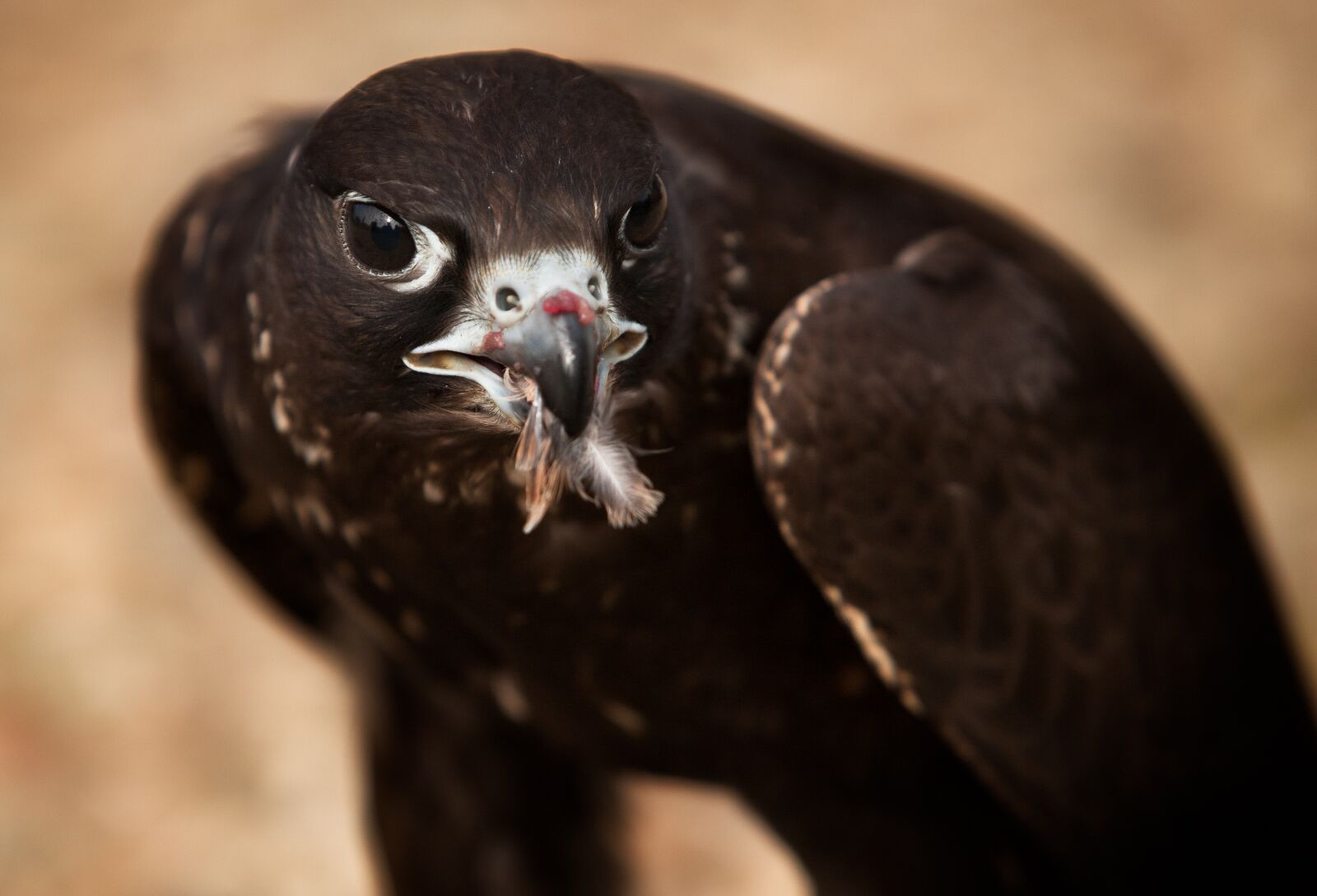 Canon EOS 5D sample photo. Falcon, predator, prey photography