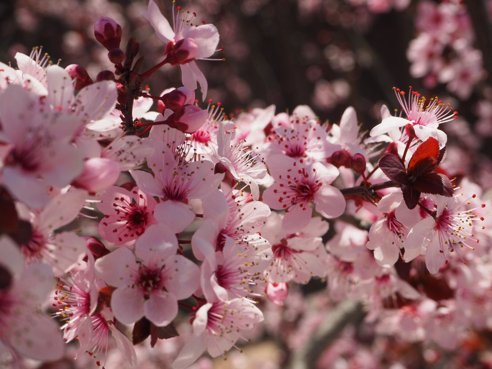 Olympus OM-D E-M10 II sample photo. Prunus, flower, spring photography