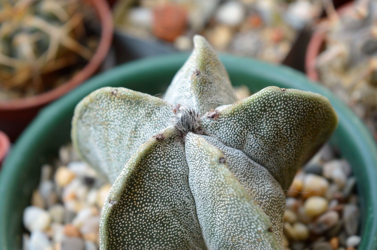 Nikon D3200 sample photo. Astrophytum tys ekrapinkovyj, astrophytum photography