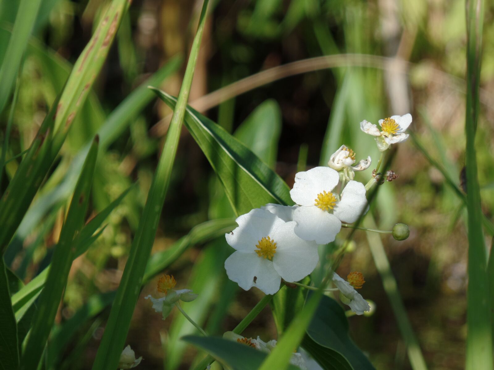 Samsung WB350F/WB351F/WB352F sample photo. Flower, nature, summer flowers photography
