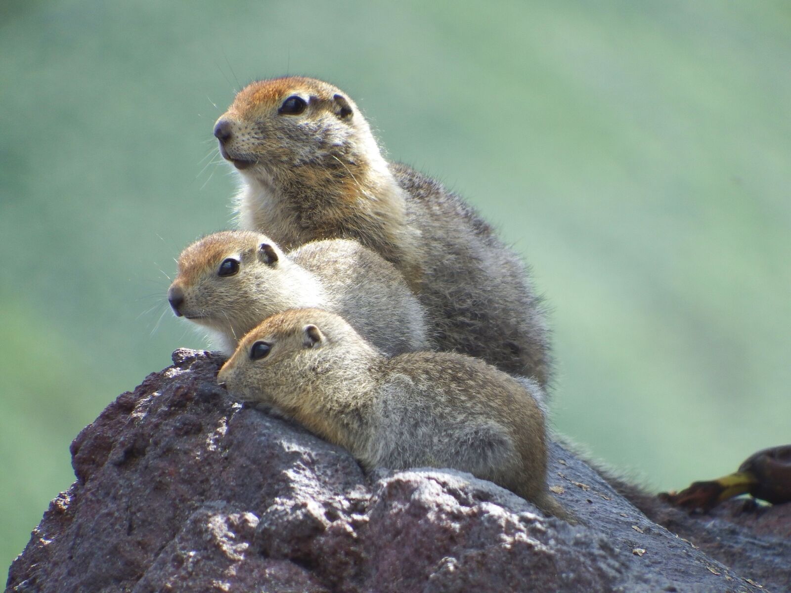 Fujifilm FinePix S1 sample photo. Evraiki, gophers, family photography