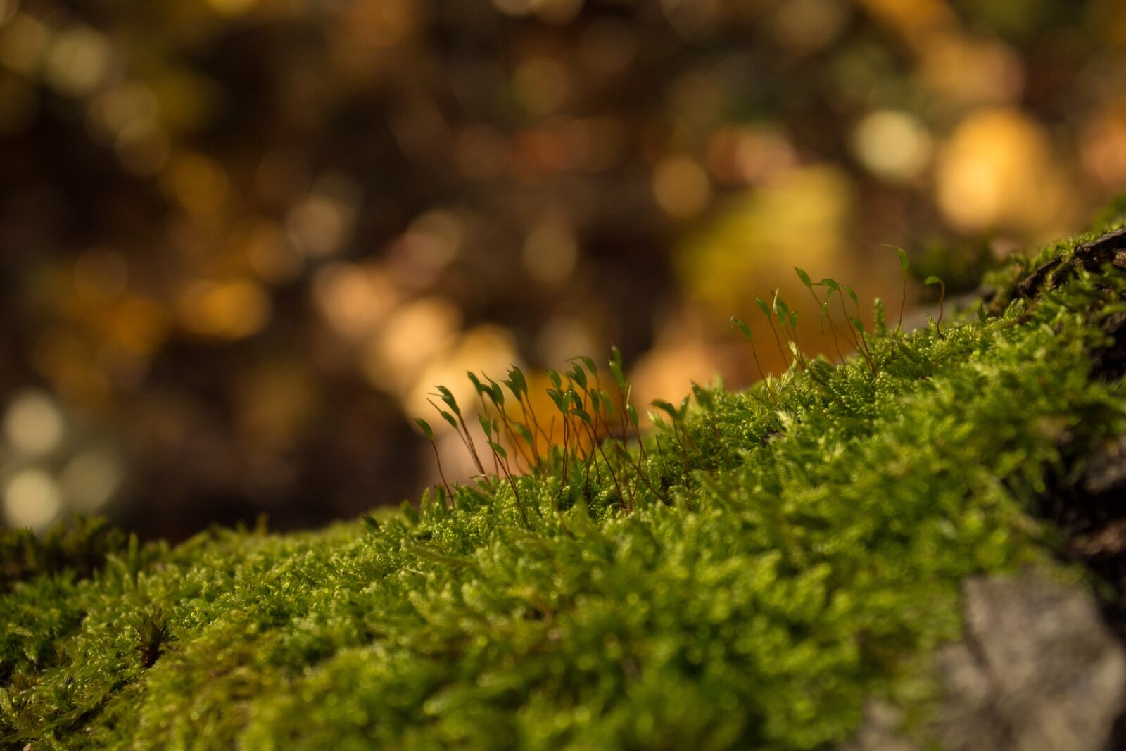 Canon EOS 1100D (EOS Rebel T3 / EOS Kiss X50) sample photo. Moss, forest, autumn photography