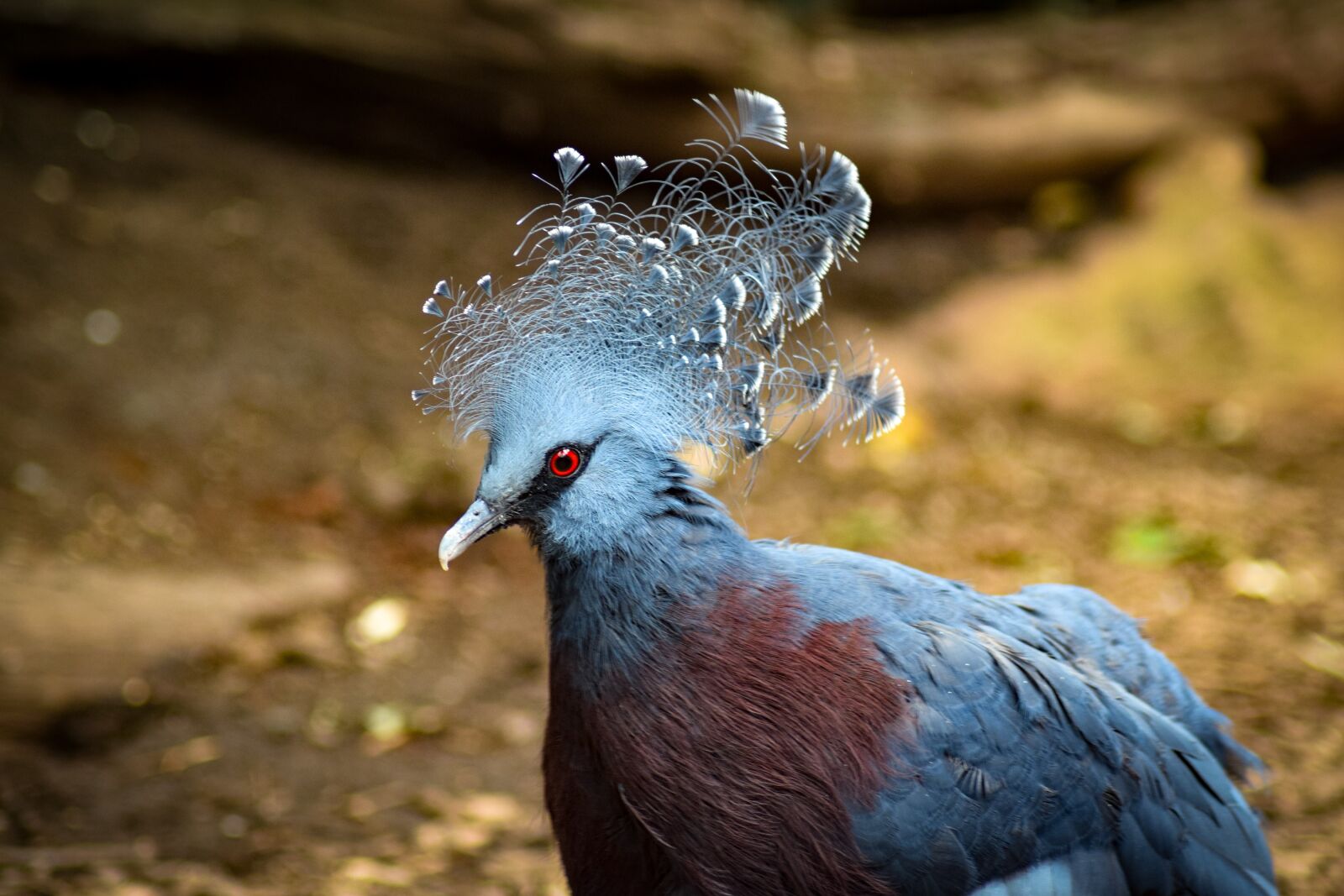 Nikon D5300 sample photo. Bird, peacock, blue photography
