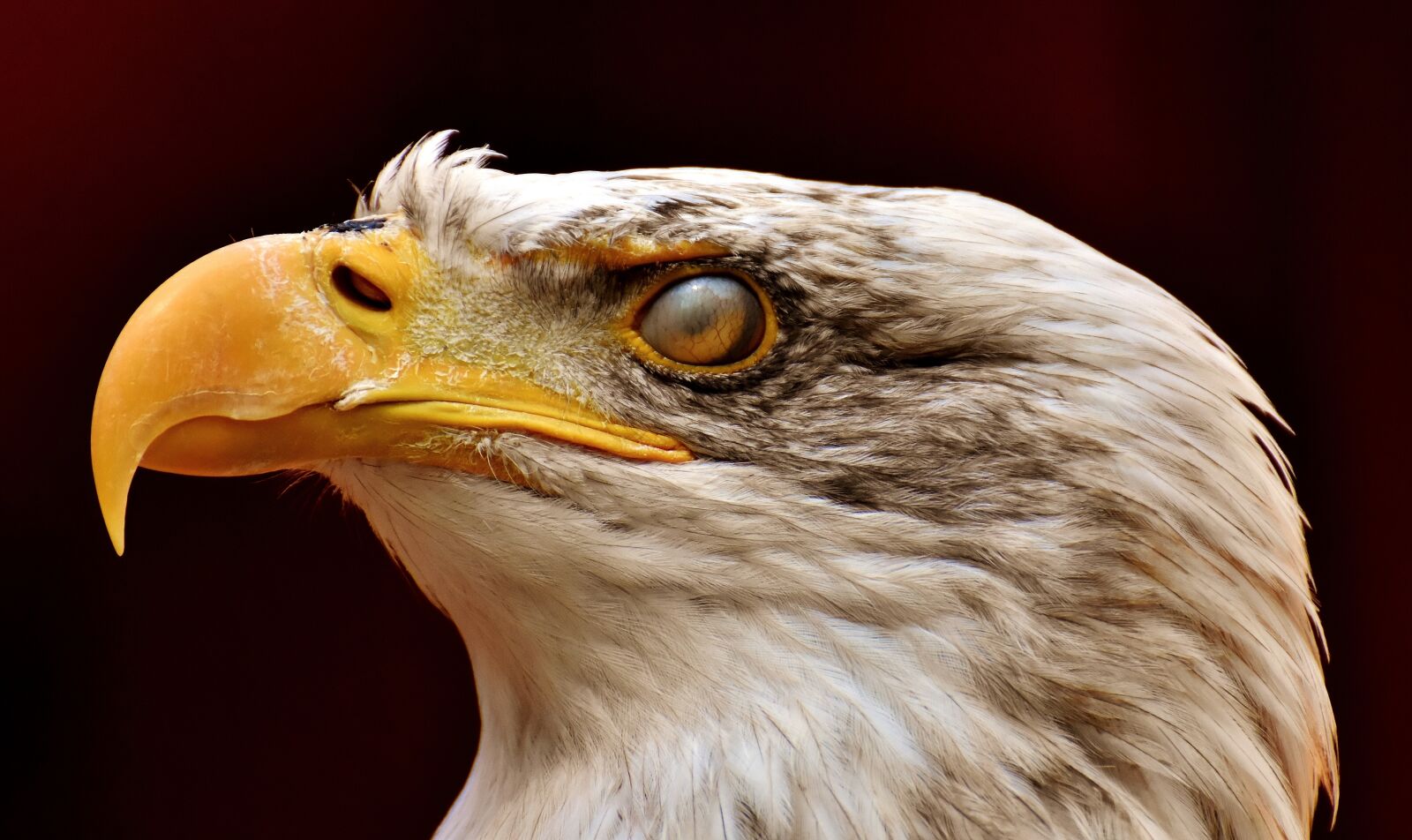 Nikon D7200 sample photo. Adler, bald eagle, eyelid photography