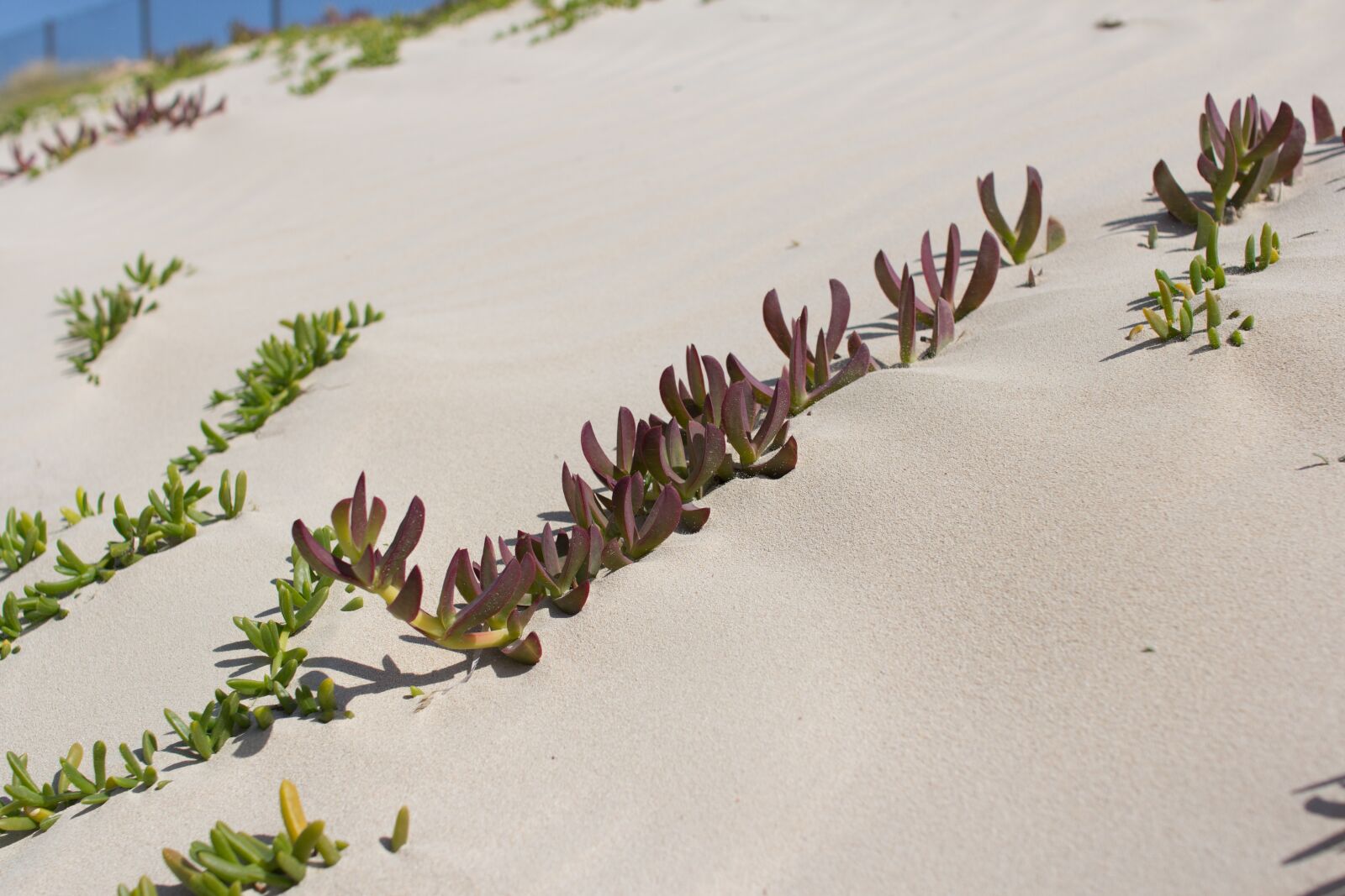 Canon EOS 60D sample photo. Djerba, tunisia, island photography
