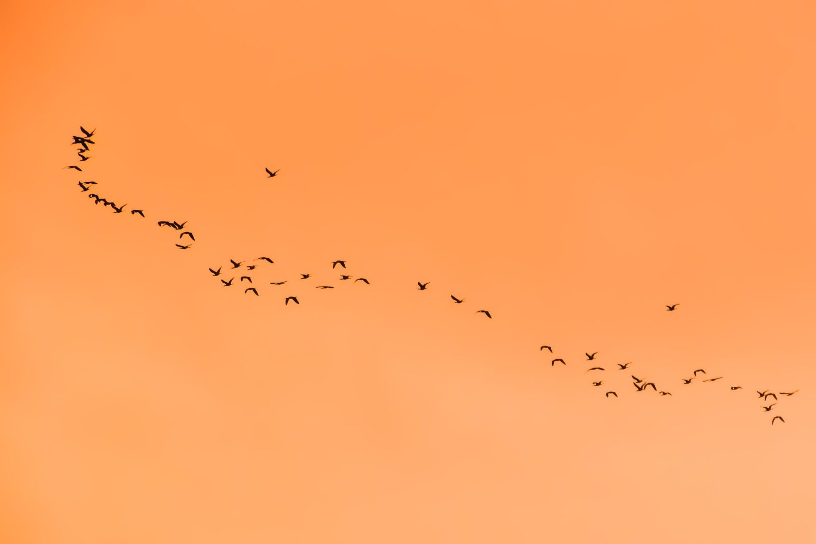 Canon PowerShot SX400 IS sample photo. Swarm, flock, birds photography