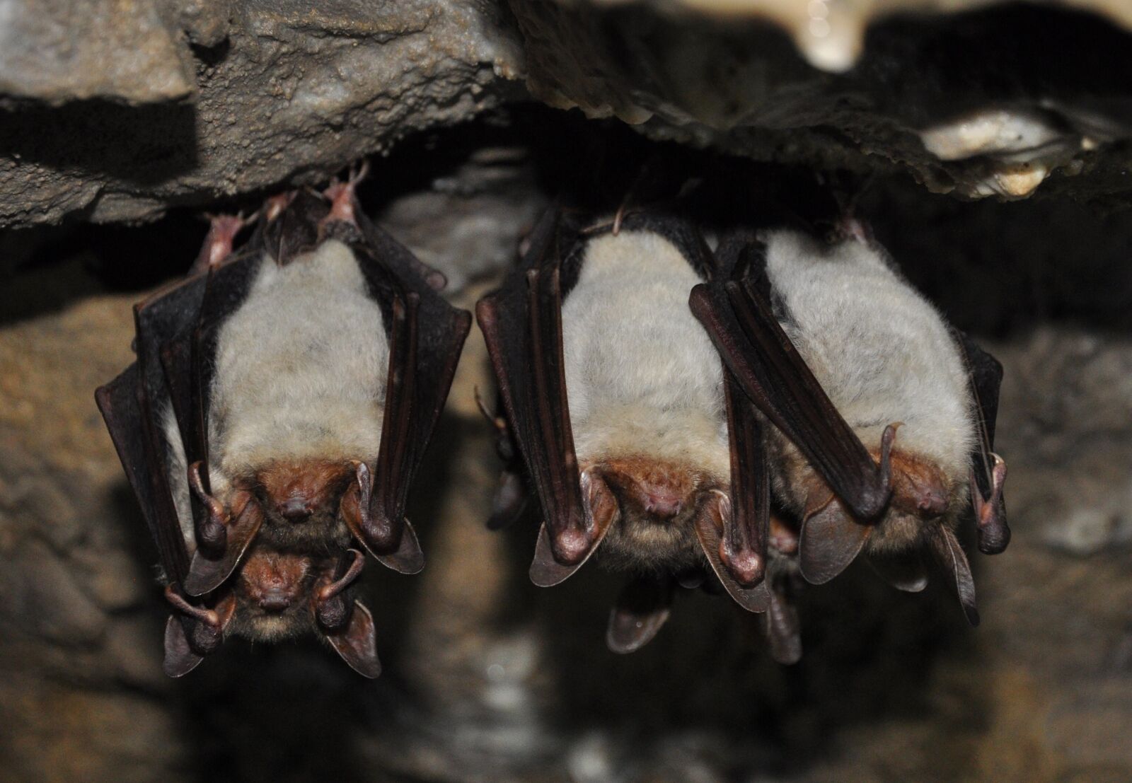 Nikon D90 sample photo. Animals, bat, nocturnal animals photography