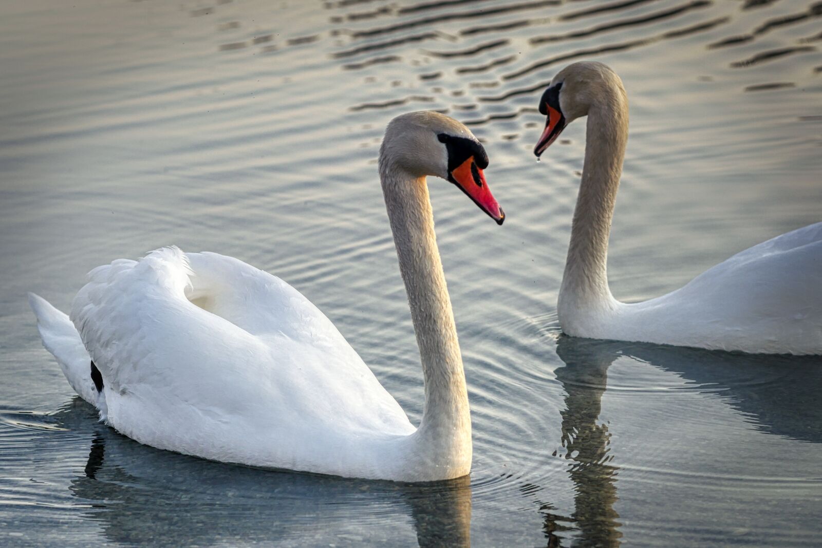 Panasonic Lumix DMC-GX8 sample photo. Swan, bird, water photography