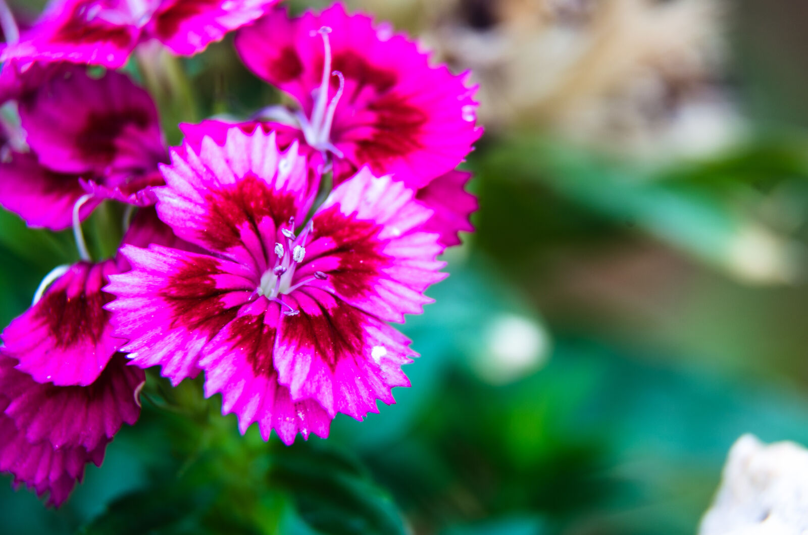 Nikon D5100 sample photo
