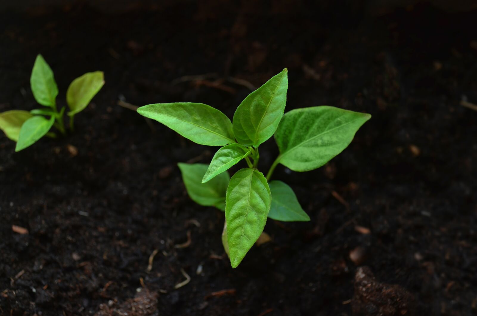 Nikon D5100 sample photo. Leaf, earth, green photography