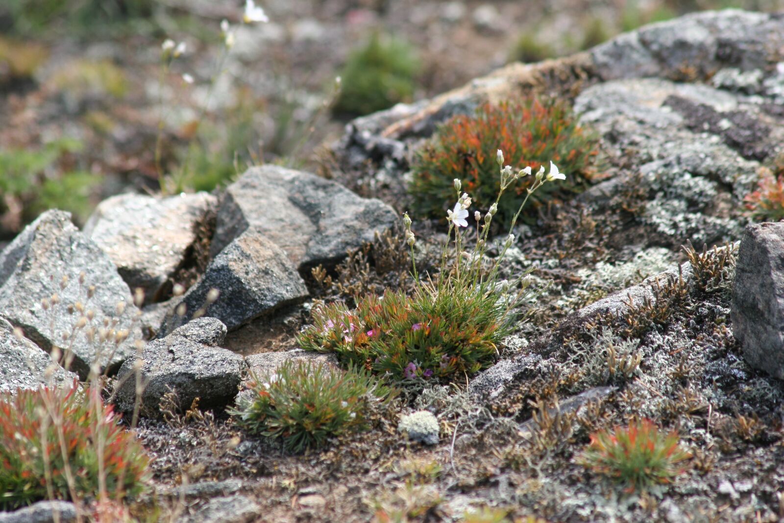 Canon EOS 20D sample photo. Orchid, baikalsee, olkhon photography